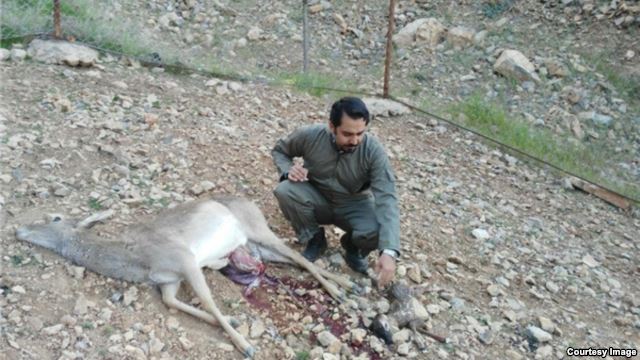 گوزن زرد ایرانی در لرستان که در لرستان کشته شد